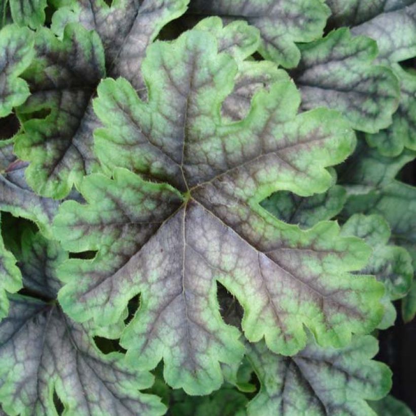 Heucherella Tapestry (Feuillage)