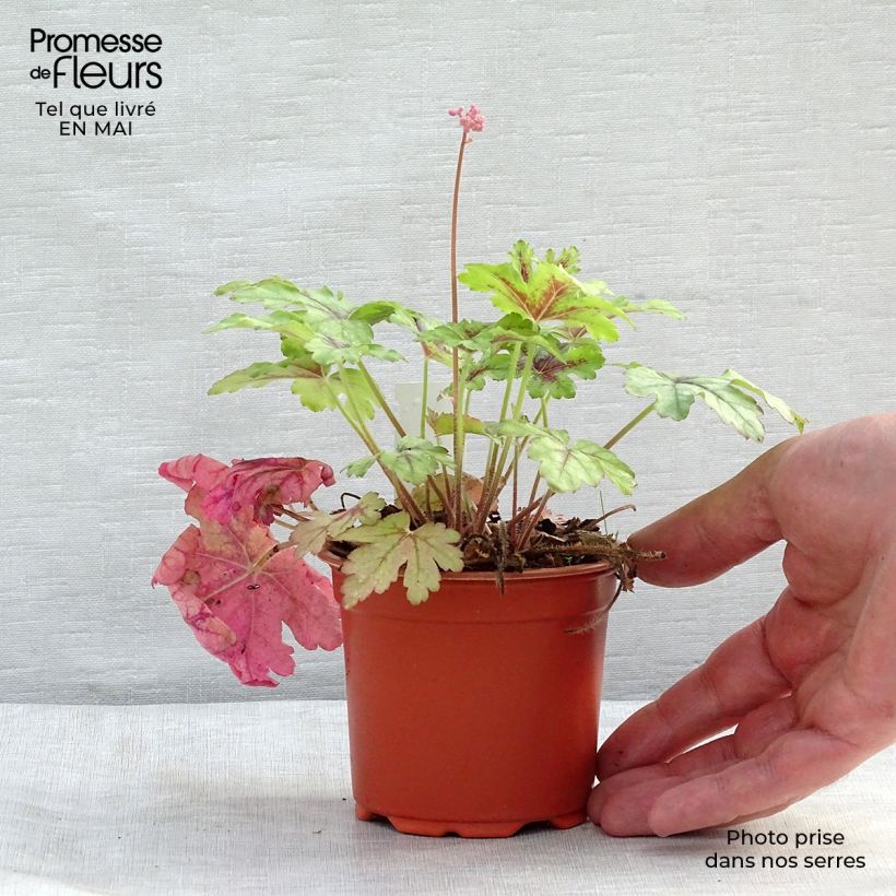 Spécimen de Heucherella Tapestry Godet de 9cm tel que livré au printemps