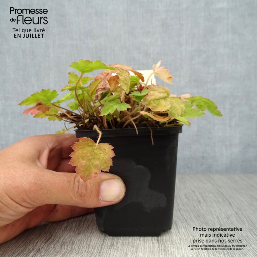 Spécimen de Heucherella alba Bridget Bloom Godet de 8/9 cm tel que livré en été