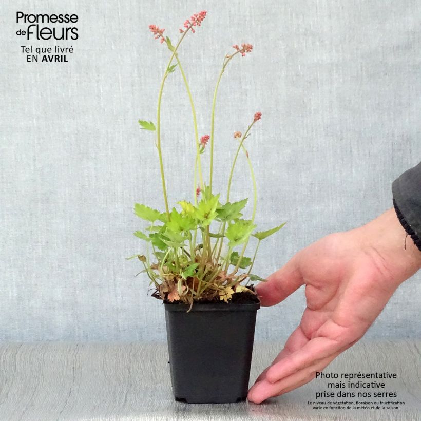 Spécimen de Heucherella alba Bridget Bloom Godet de 9cm tel que livré au printemps