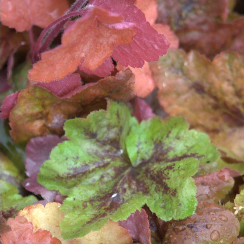 Heucherella Redstone Fall (Feuillage)