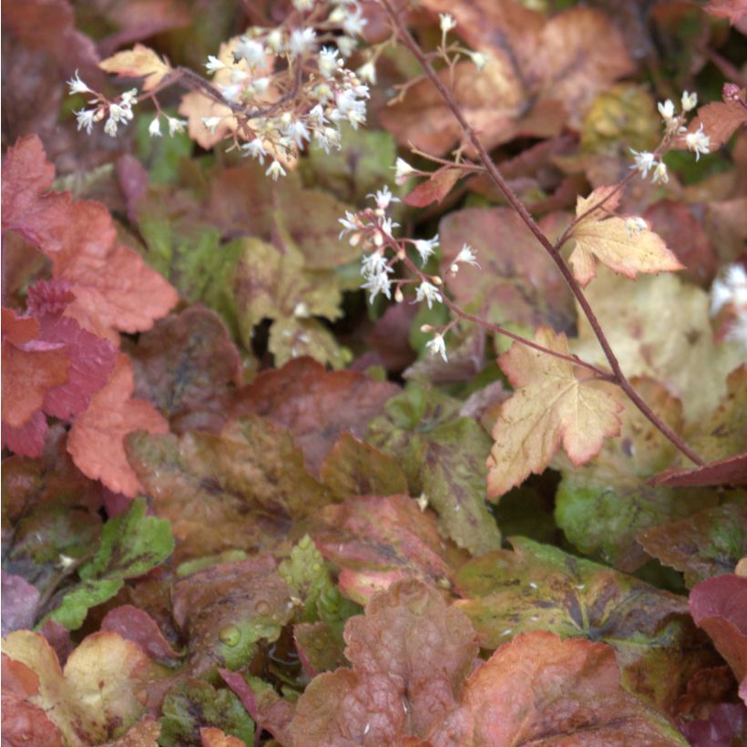 Heucherella Redstone Fall (Floraison)