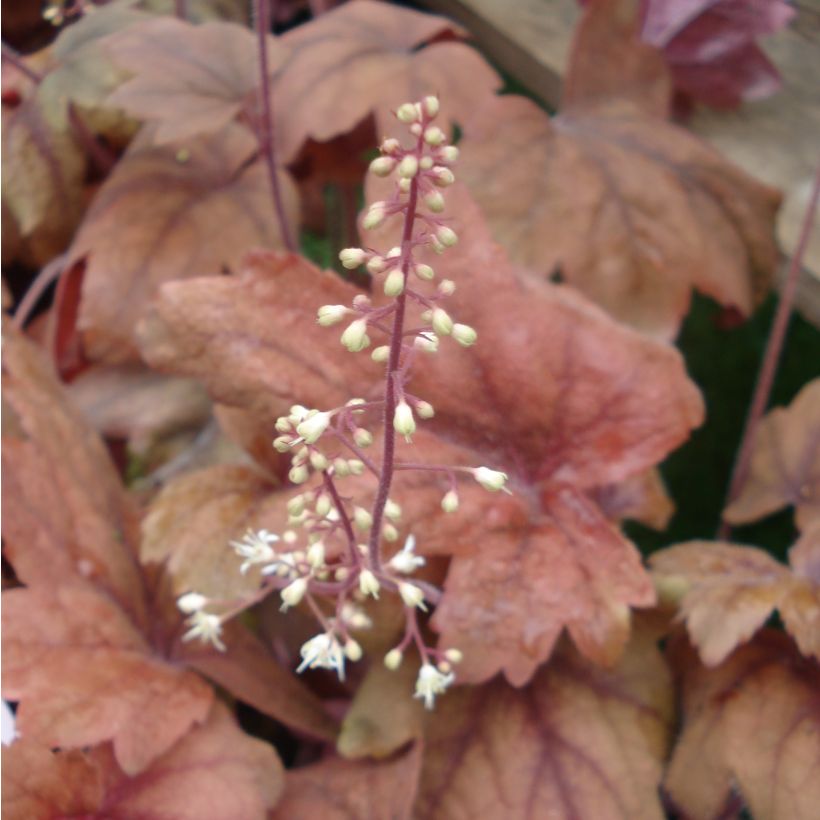 Heucherella Sweet Tea (Floraison)