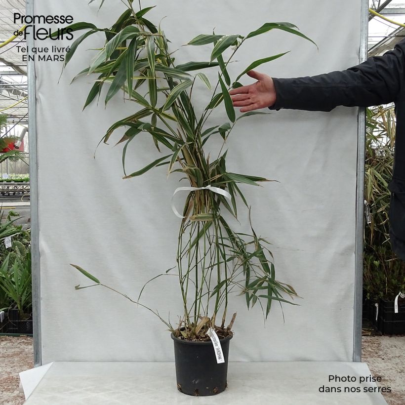 Spécimen de Hibanobambusa tranquillans Shiroshima - Petit bambou Pot de 4L/5L tel que livré au printemps