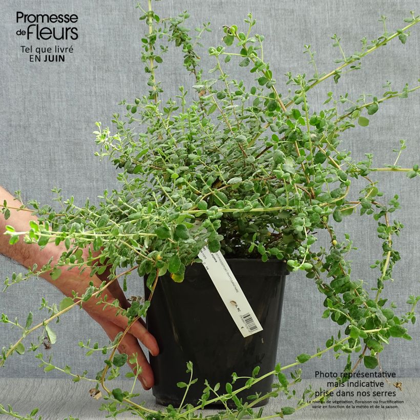 Spécimen de Hibbertia aspera - Fleur de Guinée Pot de 4L/5L tel que livré en été
