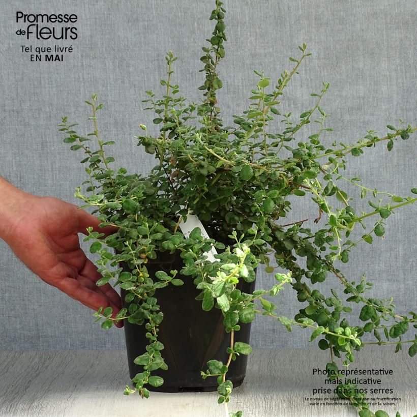 Spécimen de Hibbertia aspera - Fleur de Guinée Pot de 4L tel que livré au printemps