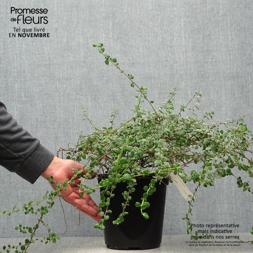 Spécimen de Hibbertia aspera - Fleur de Guinée Pot de 4L/5L tel que livré en automne