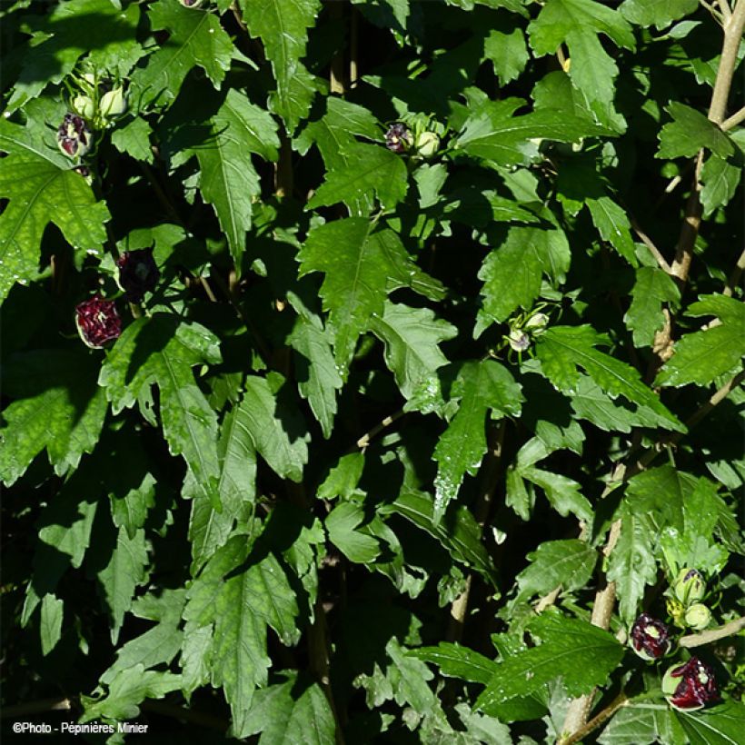 Hibiscus French Cabaret Purple - Althéa double violette (Feuillage)