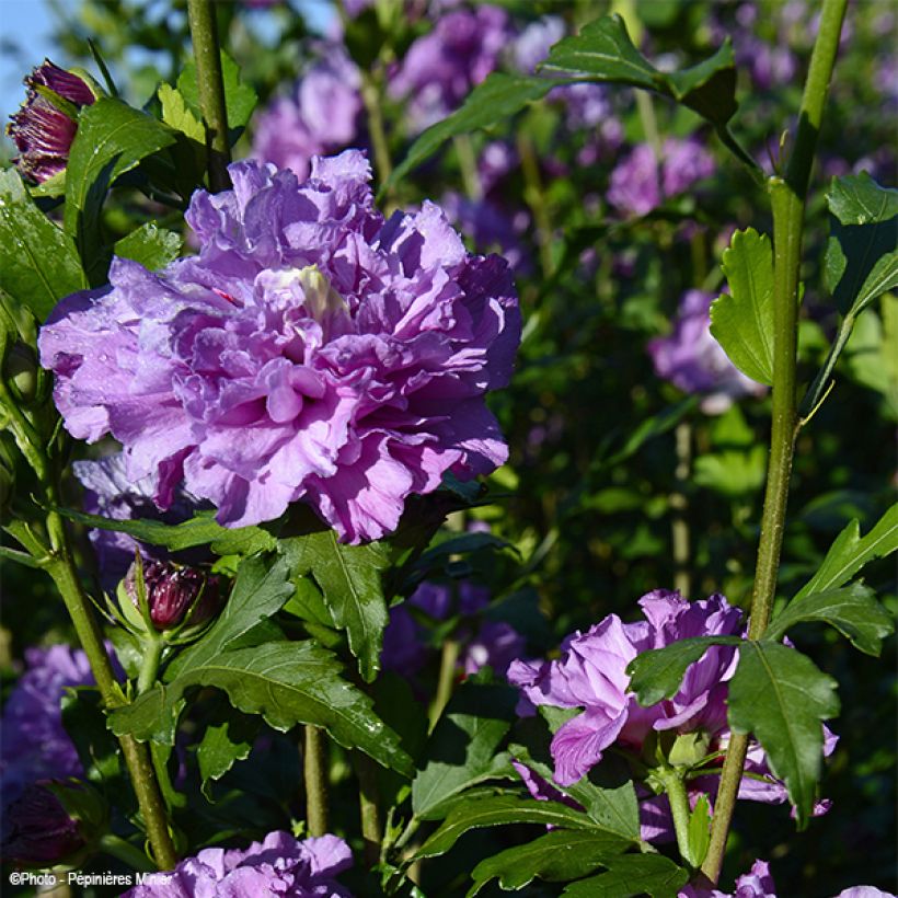 Hibiscus French Cabaret Purple - Althéa double violette (Floraison)