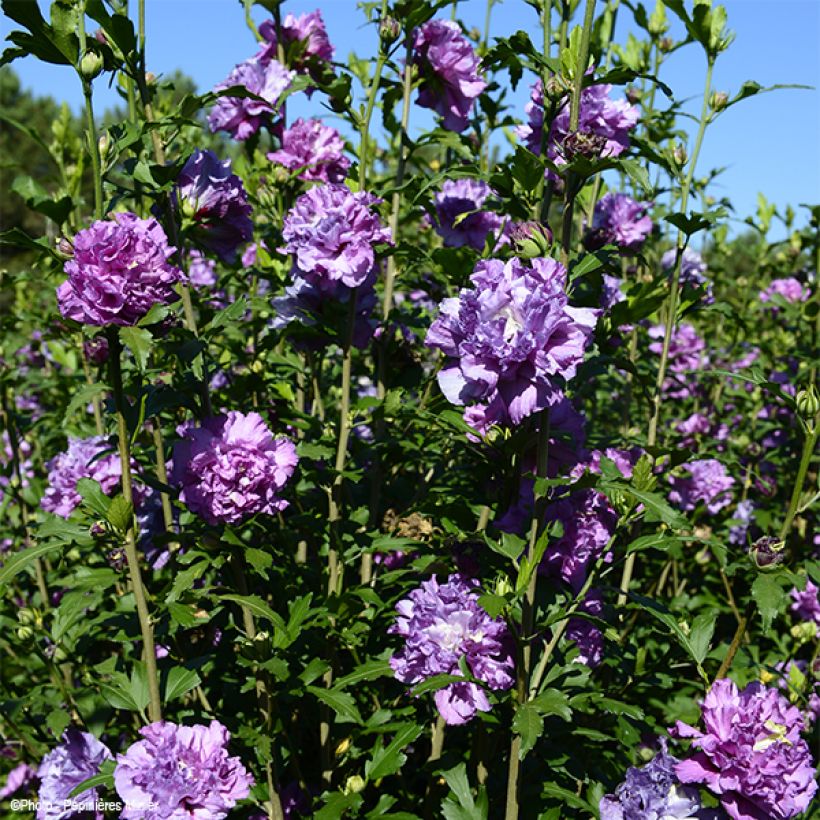 Hibiscus French Cabaret Purple - Althéa double violette (Port)