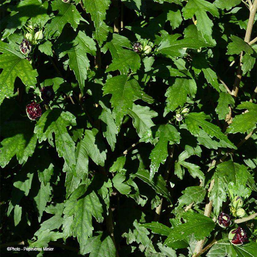 Hibiscus French Cabaret Red - Althéa double rouge foncé (Feuillage)