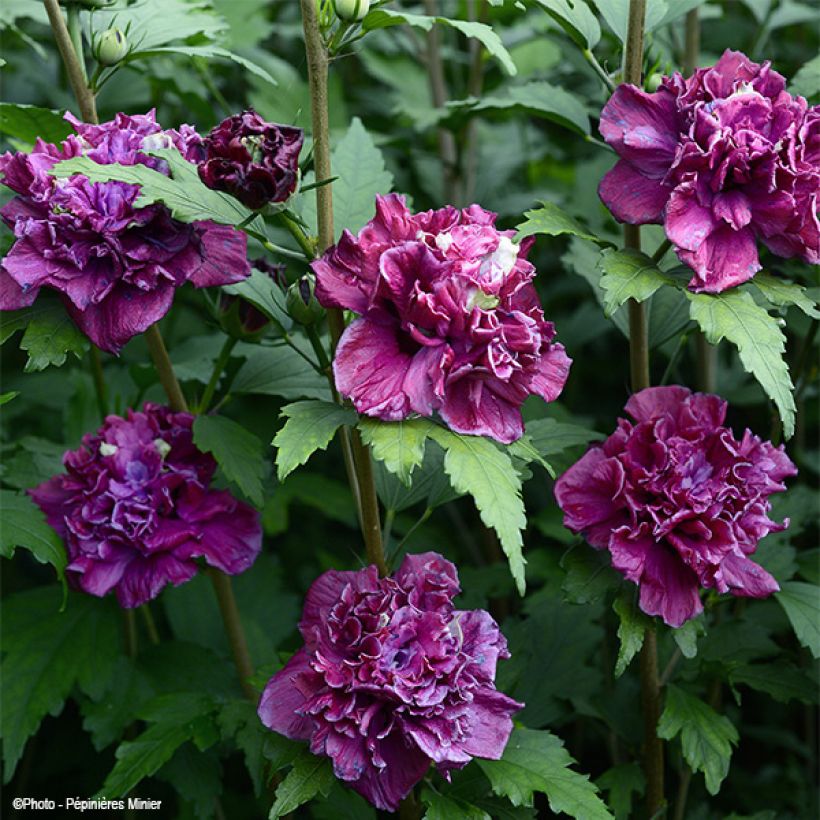 Hibiscus French Cabaret Red - Althéa double rouge foncé (Floraison)