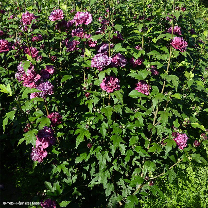 Hibiscus French Cabaret Red - Althéa double rouge foncé (Port)