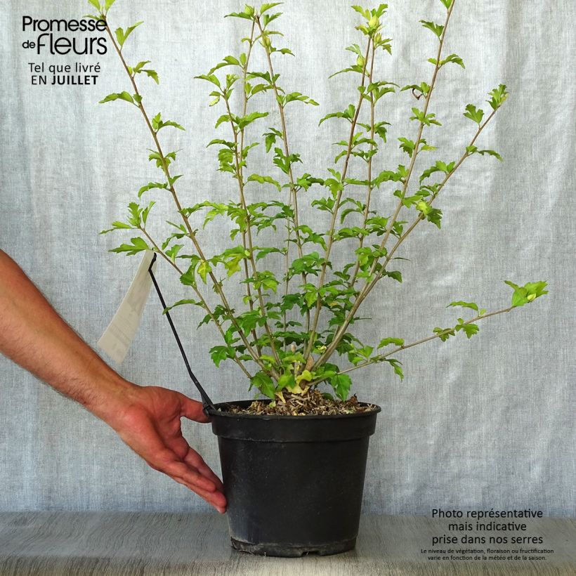 Spécimen de Hibiscus Pink Giant - Althéa rose à coeur rouge tel que livré en ete