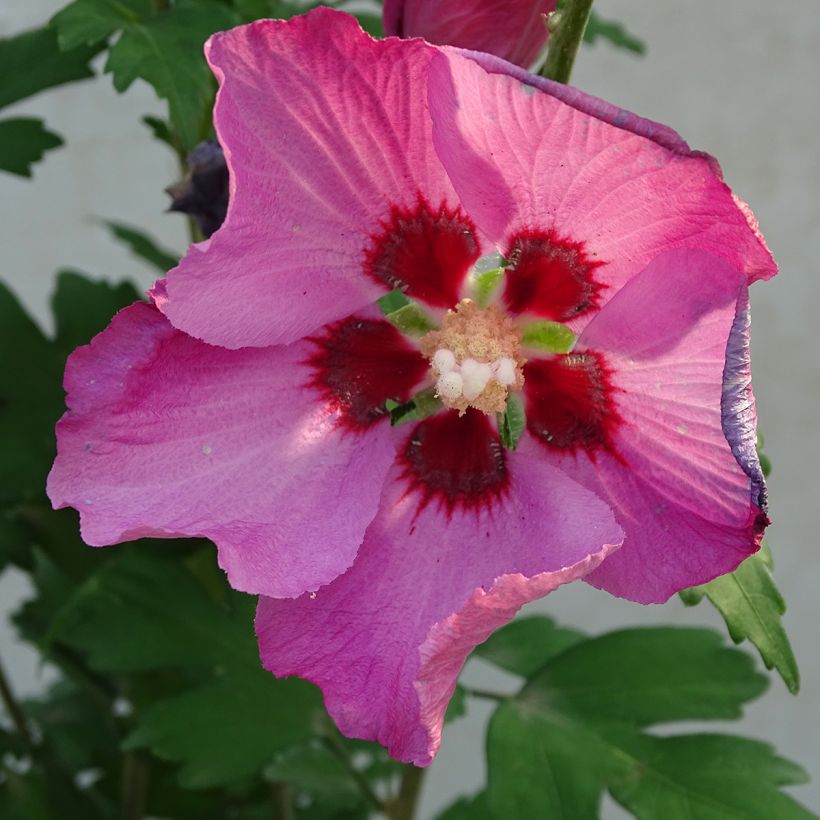 Hibiscus Pink Giant - Althéa rose à coeur rouge (Floraison)