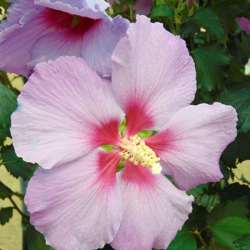 Hibiscus Rose Moon - Althéa rose à coeur rouge (Floraison)