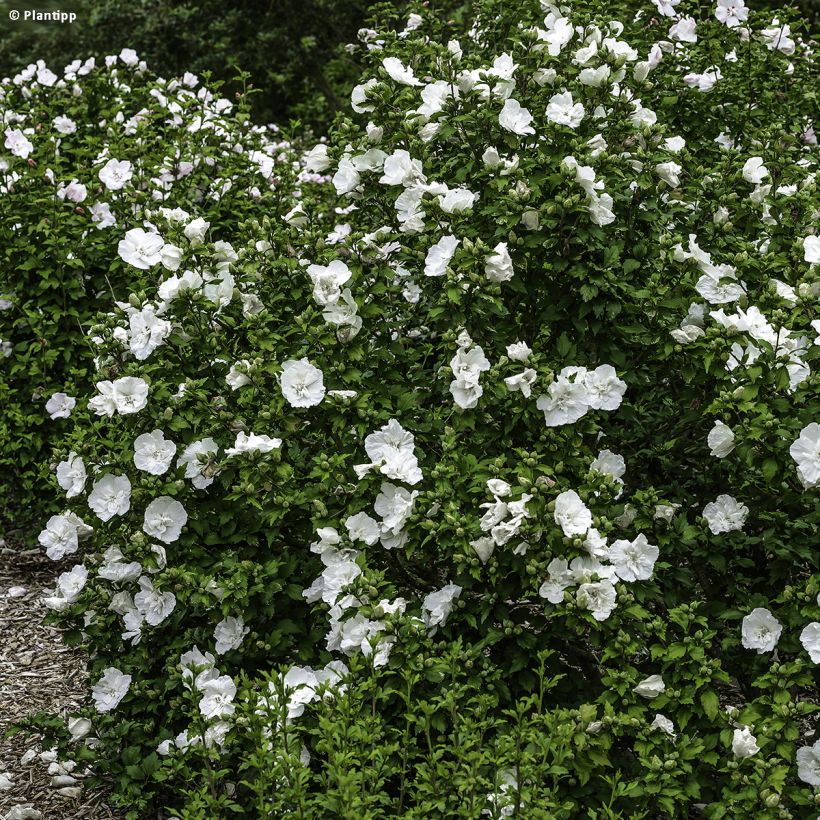 Hibiscus syriacus White Chiffon - Althéa blanc double (Port)
