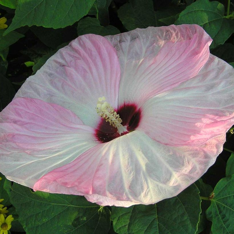 Arthémisia Topping : Fleurs d'hibiscus séchées