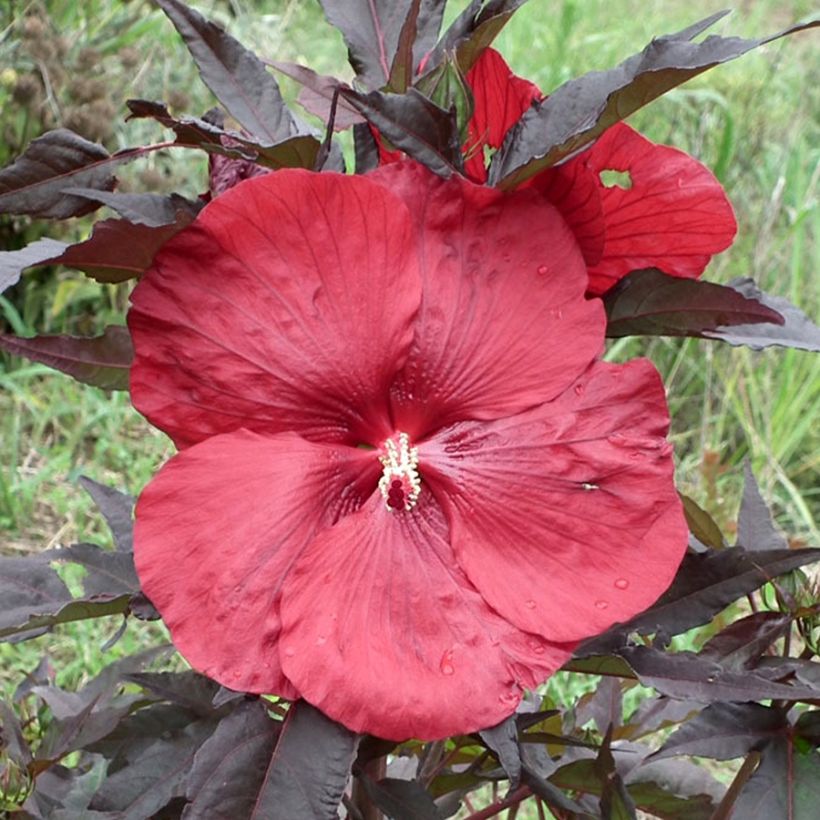 Hibiscus moscheutos Geant Red - Hibiscus des marais (Floraison)