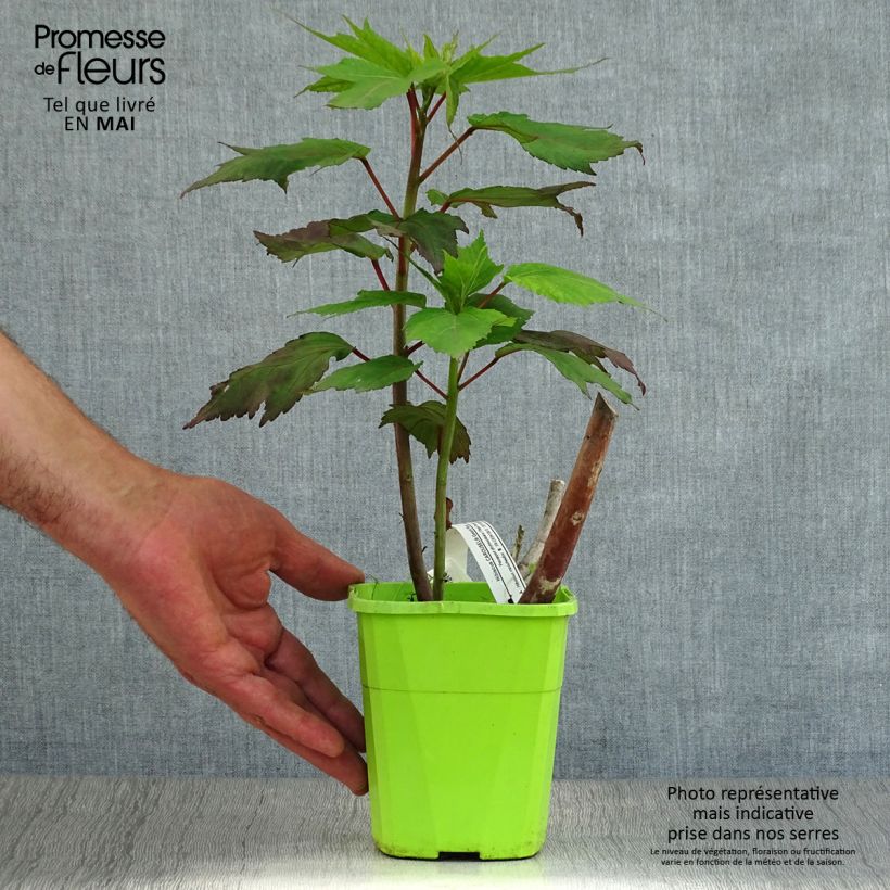 Spécimen de Hibiscus moscheutos Geant Red - Hibiscus des marais en pot de 1L/1,5L Pot de 1L/1,5L tel que livré au printemps