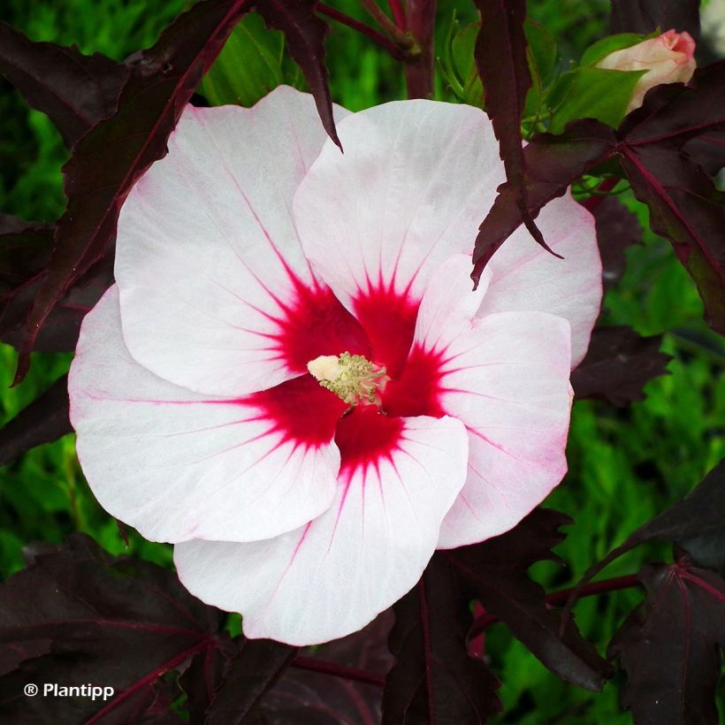 Hibiscus moscheutos Joli Coeur - Hibiscus des marais (Floraison)