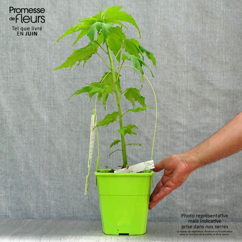 Spécimen de Hibiscus moscheutos Joli Coeur - Hibiscus des marais Pot de 4L/5L tel que livré en été