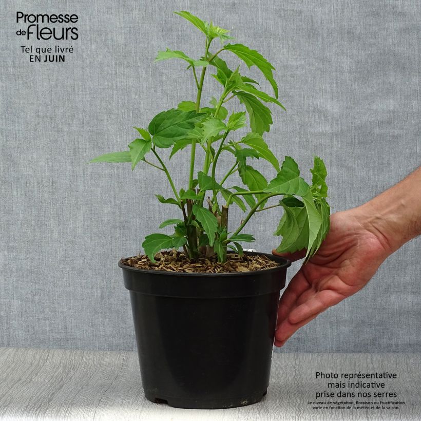 Spécimen de Hibiscus moscheutos PLANET Griotte - Hibiscus des marais Pot de 3L/4L tel que livré en été