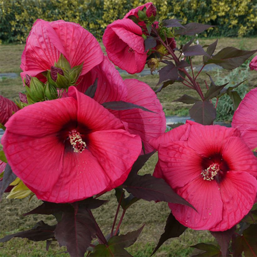 Hibiscus moscheutos PLANET Griotte - Hibiscus des marais (Feuillage)