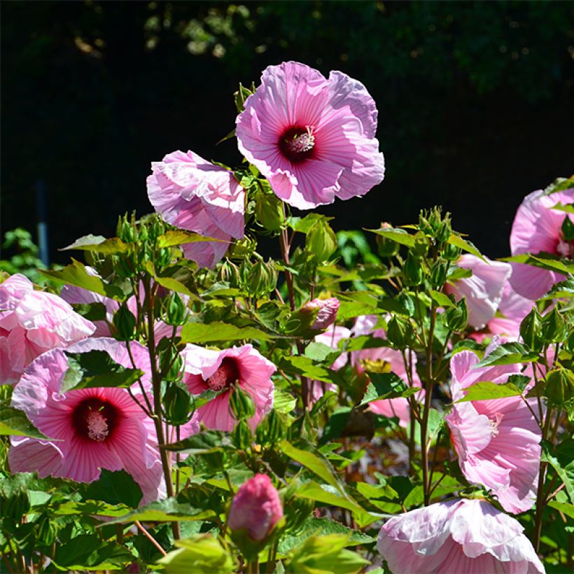 Hibiscus moscheutos PLANET Solène - Hibiscus des marais (Floraison)