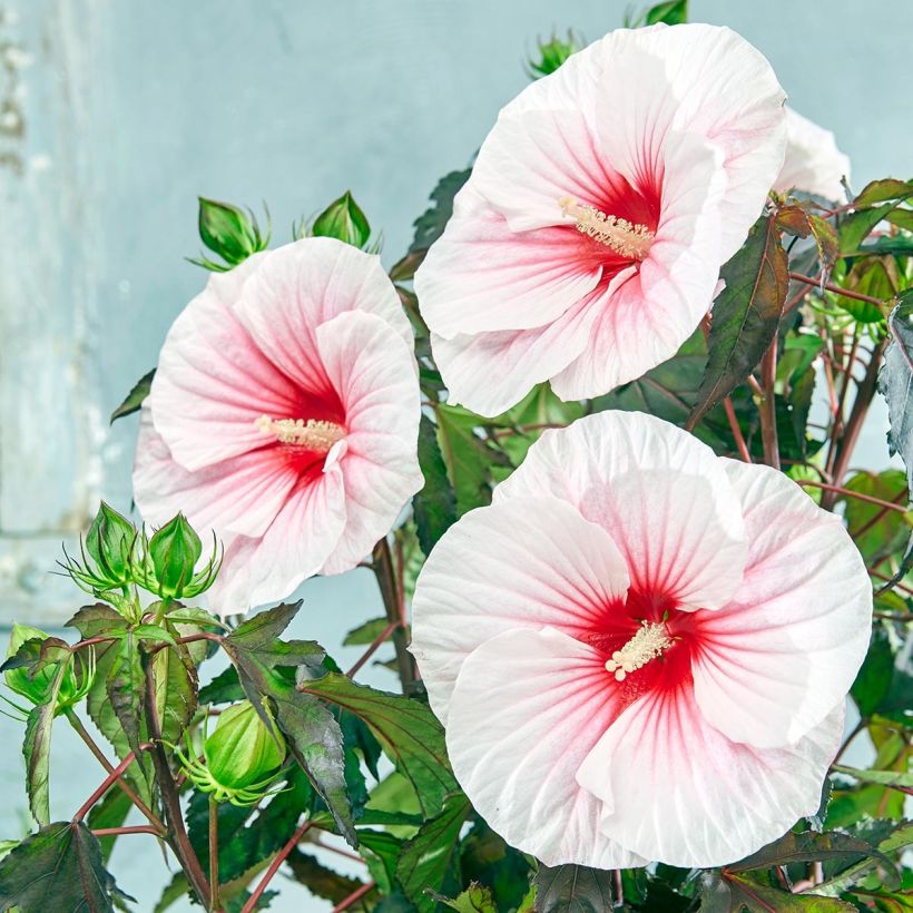 Hibiscus moscheutos Pink Candy - Hibiscus des marais (Floraison)