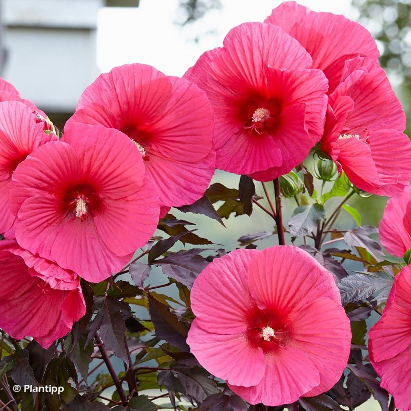 Hibiscus moscheutos Pink Passion - Hibiscus des marais (Floraison)