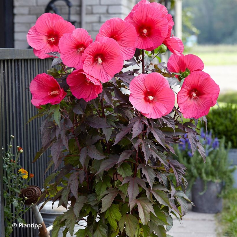 Hibiscus moscheutos Pink Passion - Hibiscus des marais (Port)