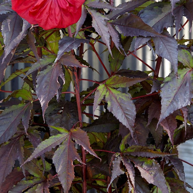 Hibiscus moscheutos Red Wine - Hibiscus des marais (Feuillage)