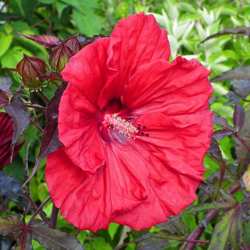 Hibiscus moscheutos Red Wine - Hibiscus des marais (Floraison)