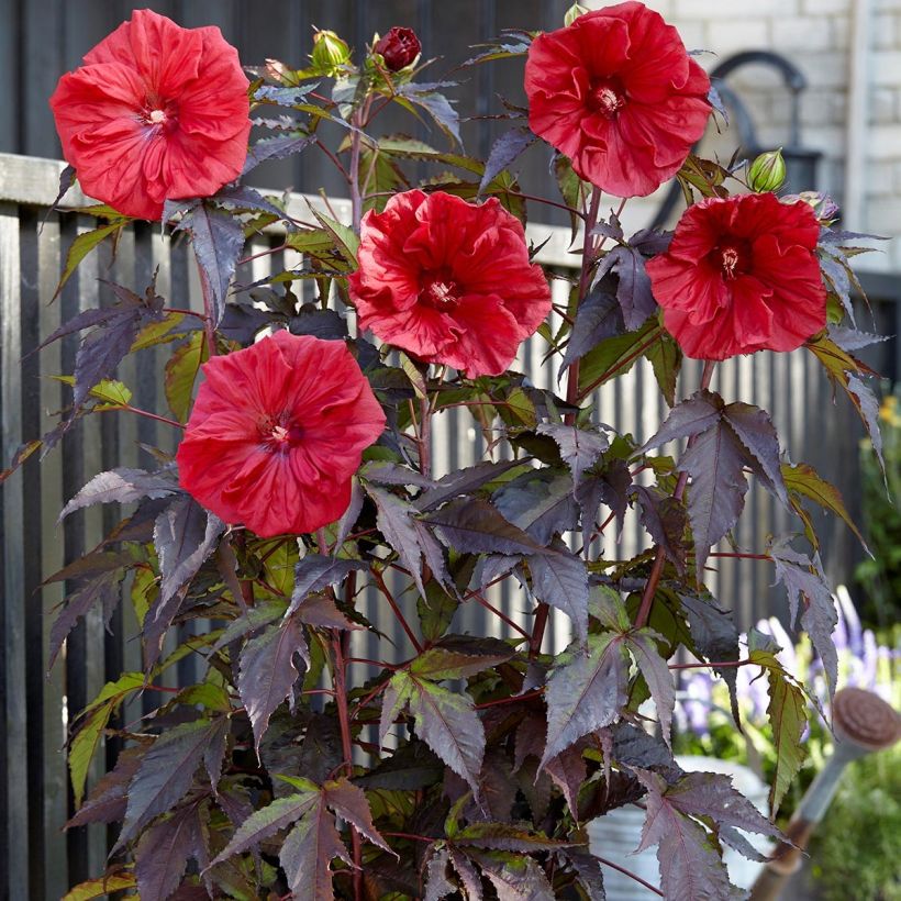 Hibiscus moscheutos Red Wine - Hibiscus des marais (Port)