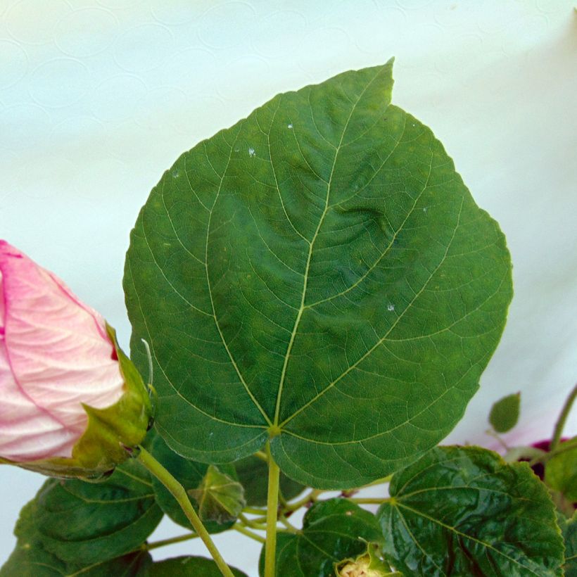 Hibiscus moscheutos Rose - Hibiscus des marais (Feuillage)