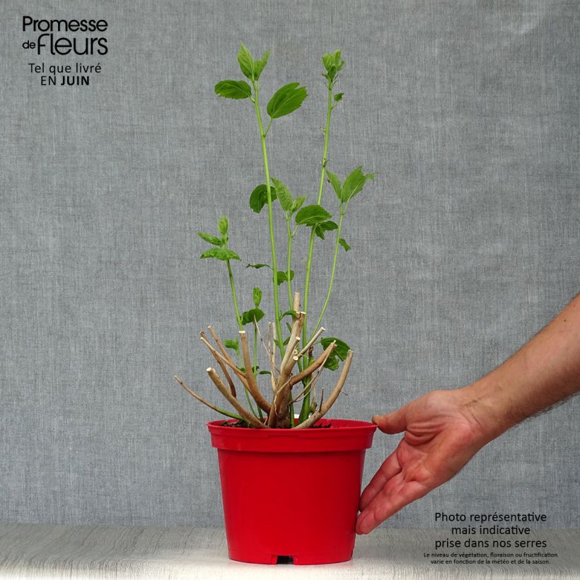 Spécimen de Hibiscus moscheutos Rouge Pot de 2L/3L tel que livré en été