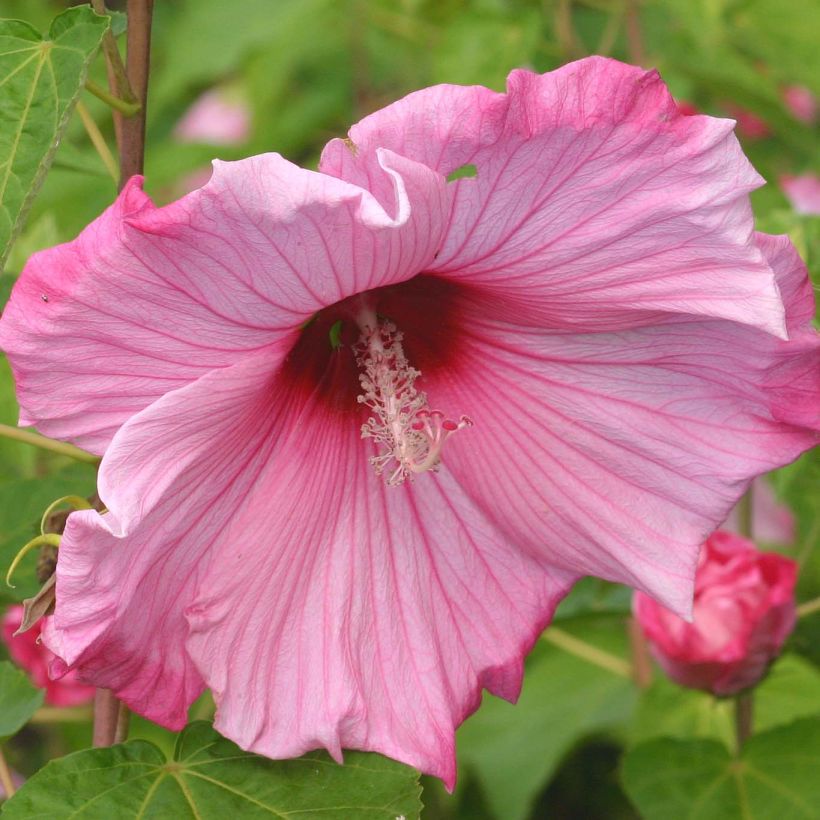 Hibiscus moscheutos Sweet Caroline - Hibiscus des marais (Floraison)