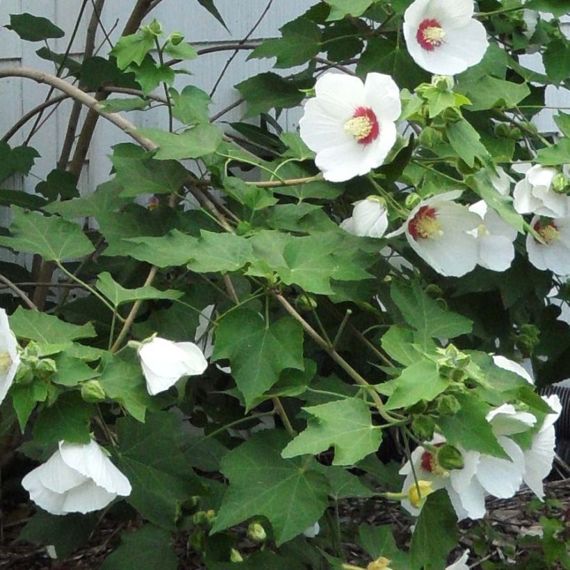 Hibiscus paramutabilis  (Feuillage)