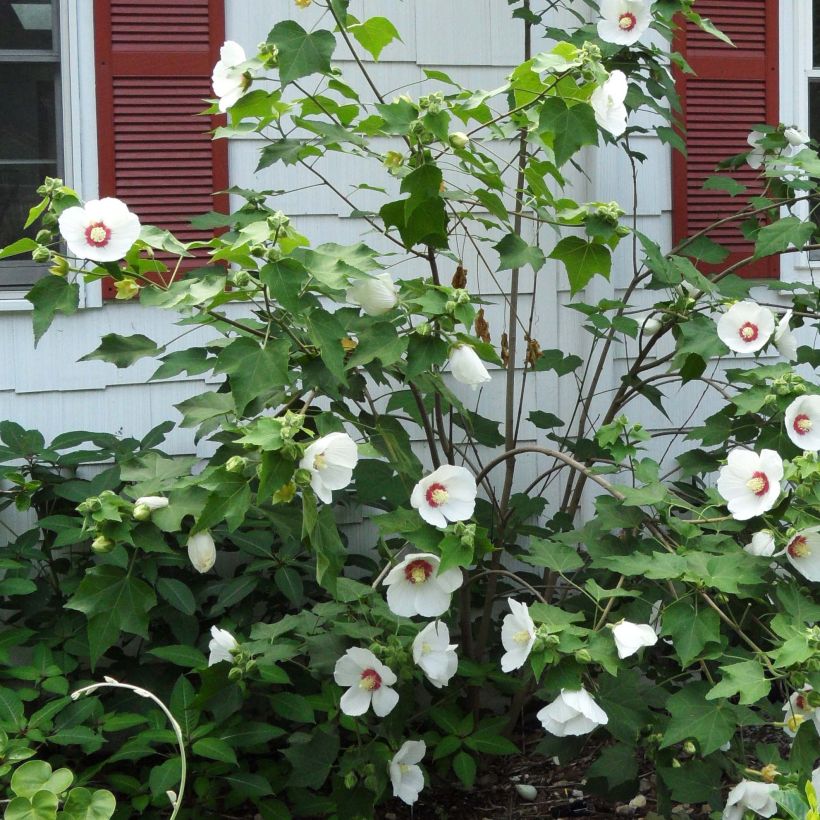 Hibiscus paramutabilis  (Floraison)