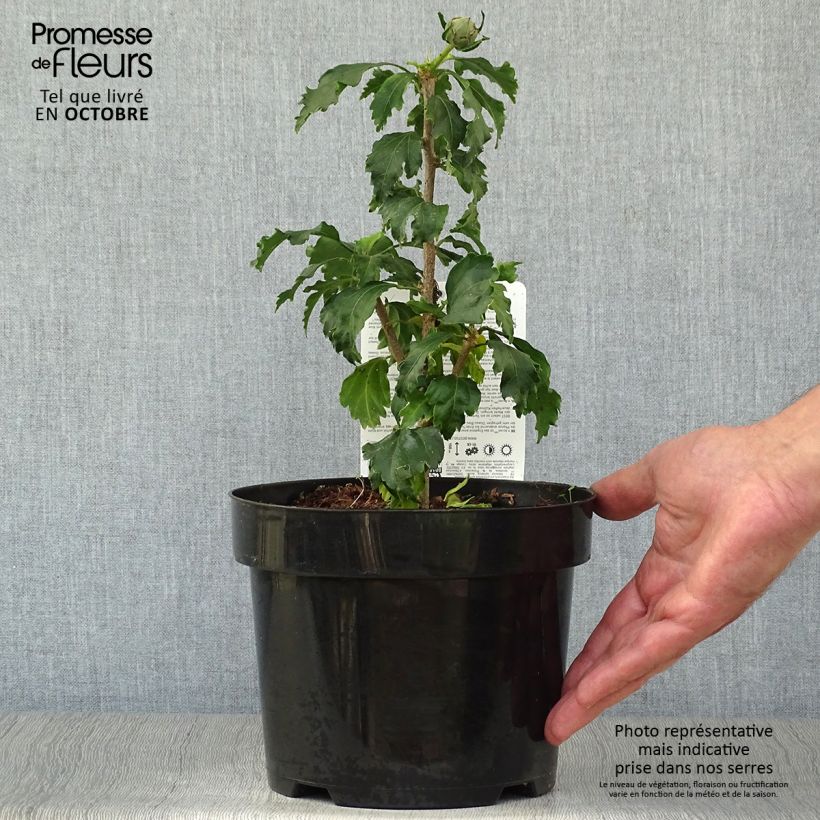 Spécimen de Hibiscus syriacus Azurii - Althéa en pot de 2/3L tel que livré en automne