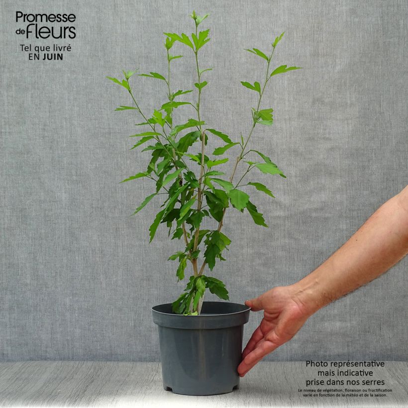 Spécimen de Hibiscus syriacus Blue Chiffon - Althea bleu double Pot de 2L/3L tel que livré en été