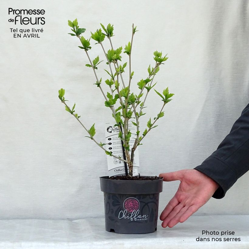 Spécimen de Hibiscus syriacus Blue Chiffon - Althea bleu double en pot de 2/3L tel que livré au printemps