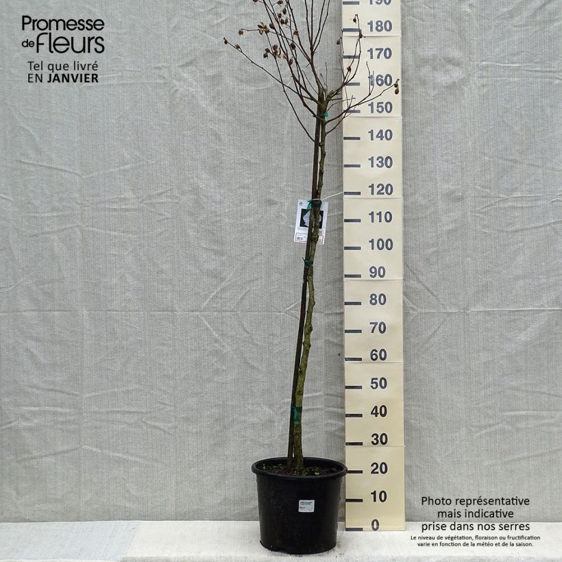 Spécimen de Hibiscus syriacus China Chiffon - Althéa blanc Pot de 12L/15L, Demi-Tige tel que livré en hiver