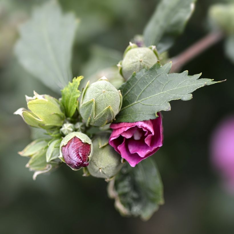 Hibiscus syriacus Duc de Brabant - Althéa double rouge (Feuillage)