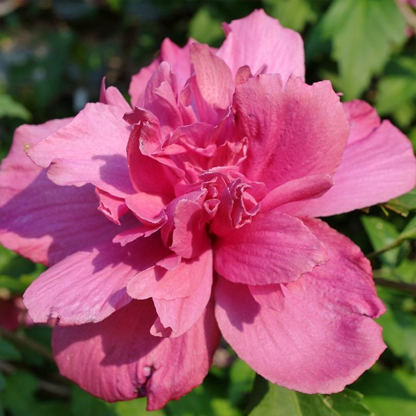 Hibiscus syriacus Duc de Brabant - Althéa double rouge (Floraison)