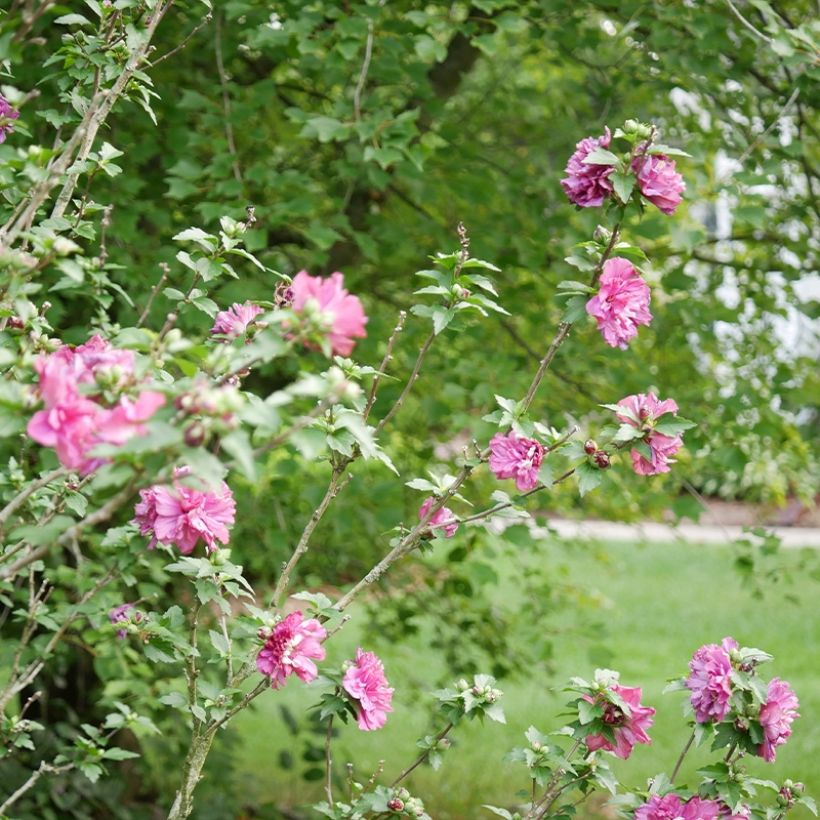 Hibiscus syriacus Duc de Brabant - Althéa double rouge (Port)