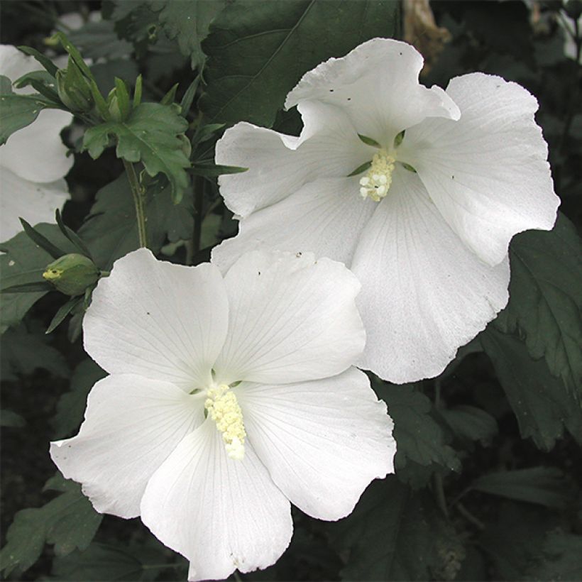 Hibiscus syriacus Eléonore - Althéa simple, blanc pur (Floraison)