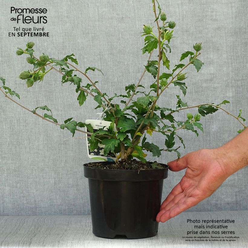 Spécimen de Hibiscus syriacus Eléonore - Althéa simple, blanc pur Pot de 2L/3L tel que livré en automne