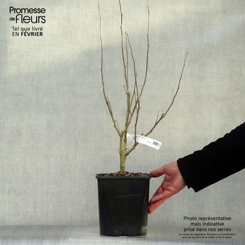 Spécimen de Hibiscus syriacus Eléonore - Althéa simple, blanc pur. en pot de 2l/3l tel que livré en hiver